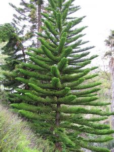 That many percent of U.S. states grow spruces