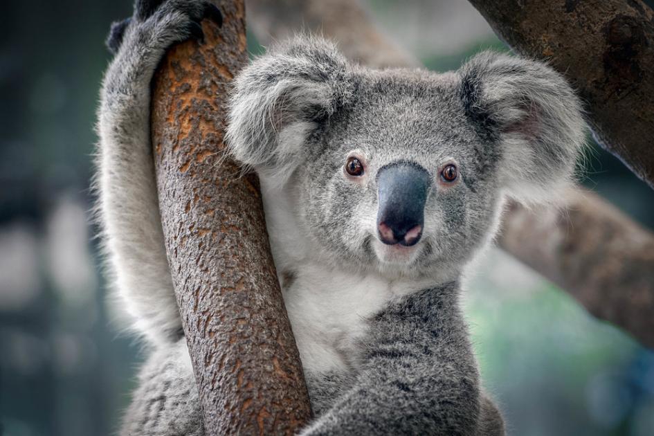 Teda peetakse magamise kuningaks. Nimelt vajab koala ööpäevas just nii mitu tundi und. 
