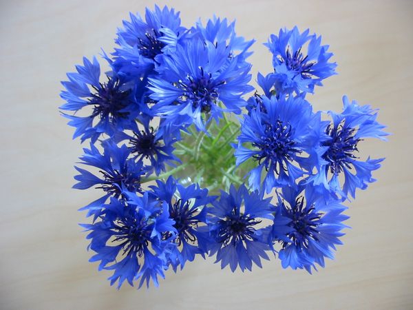 Eesti rahvuslill