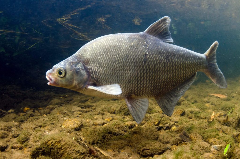 Pildil olev kala