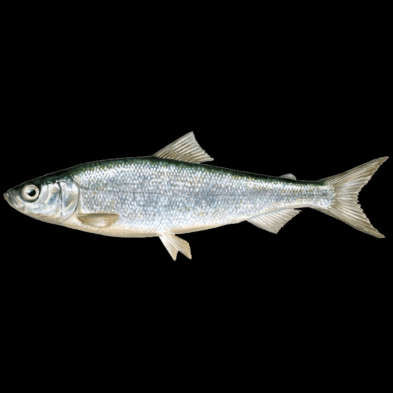 Pildil olev kala