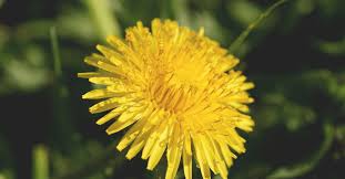 Lill pildil ?